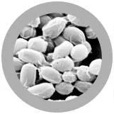 Anthrax (Bacillus anthracis)