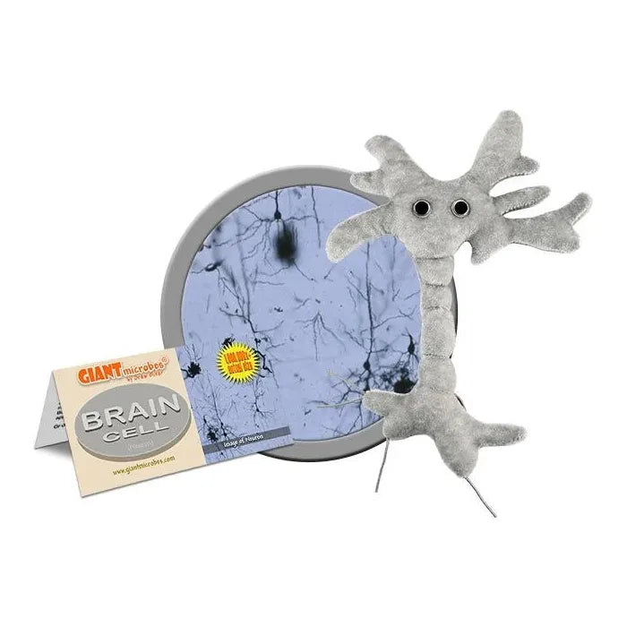 Brain Cell (Neuron) - 10 x 6 x 1.5”
