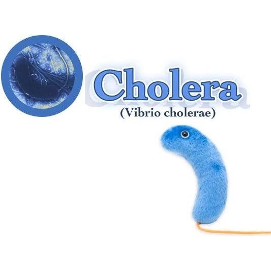 Cholera (Vibrio Cholerae)