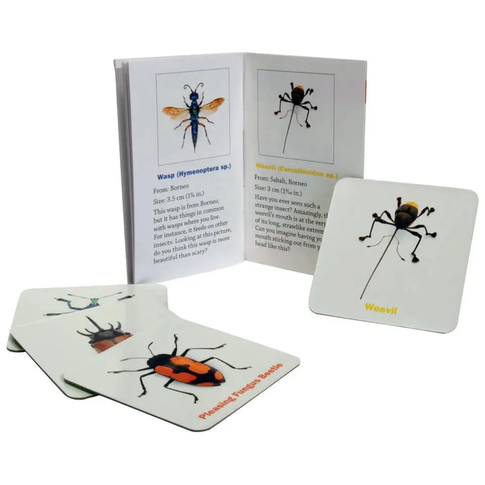 Christopher Marley: Incredible Insects Memory Game