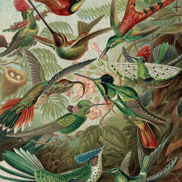 Ernst Haeckel: Hummingbirds