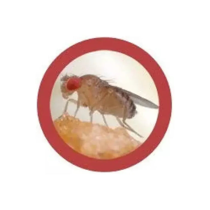Fruit Fly (Drosophila Melanogaster) GIANTmicrobe Plush