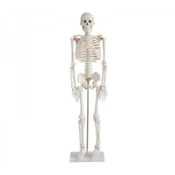 Human Skeleton - w/ Stand