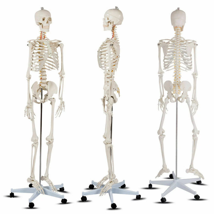 Human Skeleton - w/ Stand