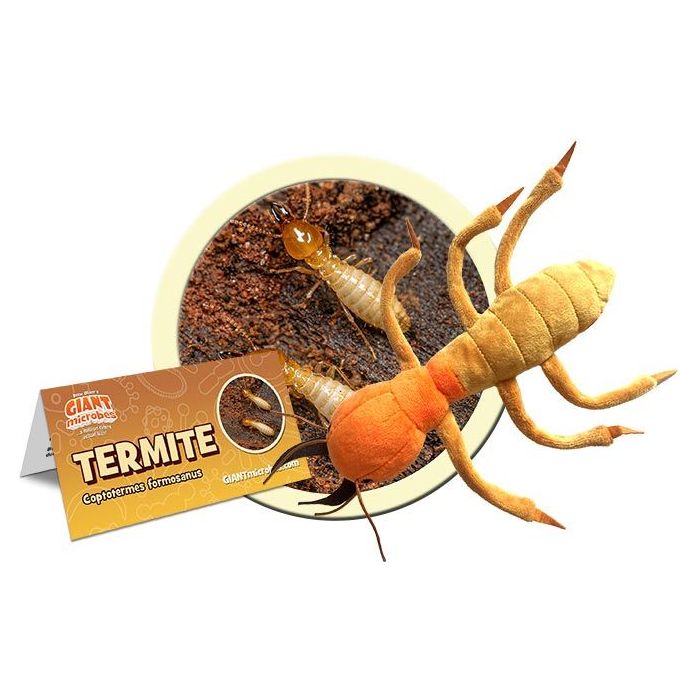  Formosan termite