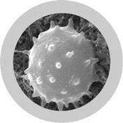White Blood Cell (Leukocyte)