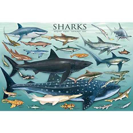 Sharks (Eurographics Poster)