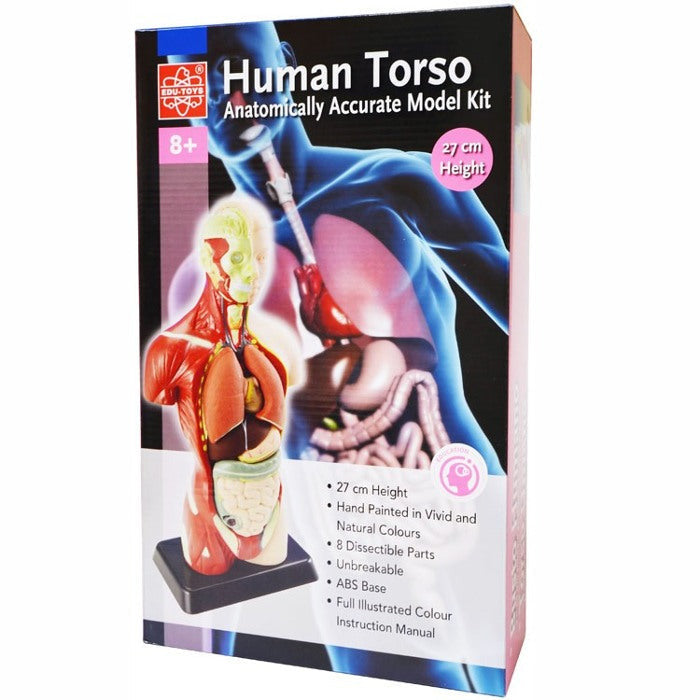 Human Torso Mini  - 27 CM  Height w/ 8 Dissectible Parts