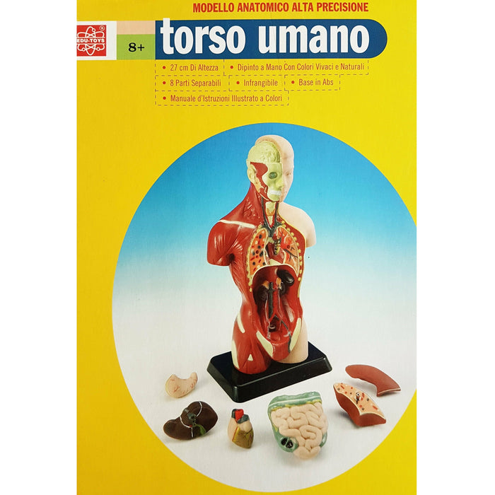 Human Torso Anatomically Accurate Model Kit - 50 CM Height w/ 11 Dissectable Parts