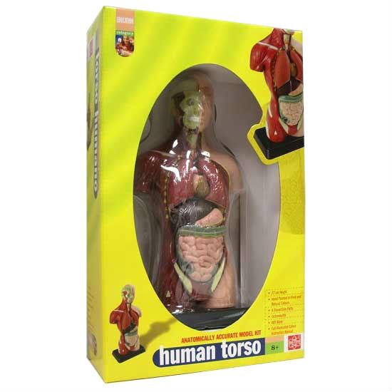 Human Torso Anatomically Accurate Model Kit - 50 CM Height w/ 11 Dissectable Parts