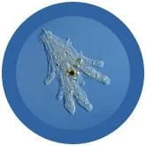 Amoeba Blue (Amoeba proteus)
