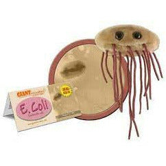 E. coli (Escherichia coli)