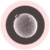 Egg Cell (Human ovum)