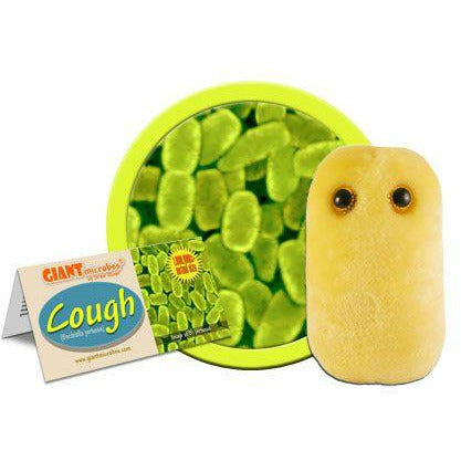 Cough (Bordetella Pertussis)