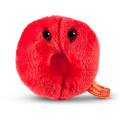 Red blood cell (erythrocyte)