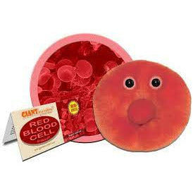 Red blood cell (erythrocyte)