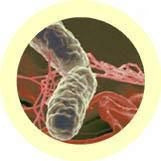 Salmonella (Salmonella typhimurium)