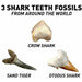 tooth fossil dig kit