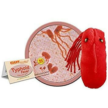 Typhoid Fever (Salmonella Typhi)